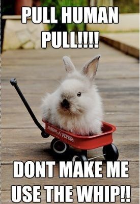 A fluffy white rabbit sits in a small red wagon on a wooden deck, looking directly at the camera with a pleading expression…