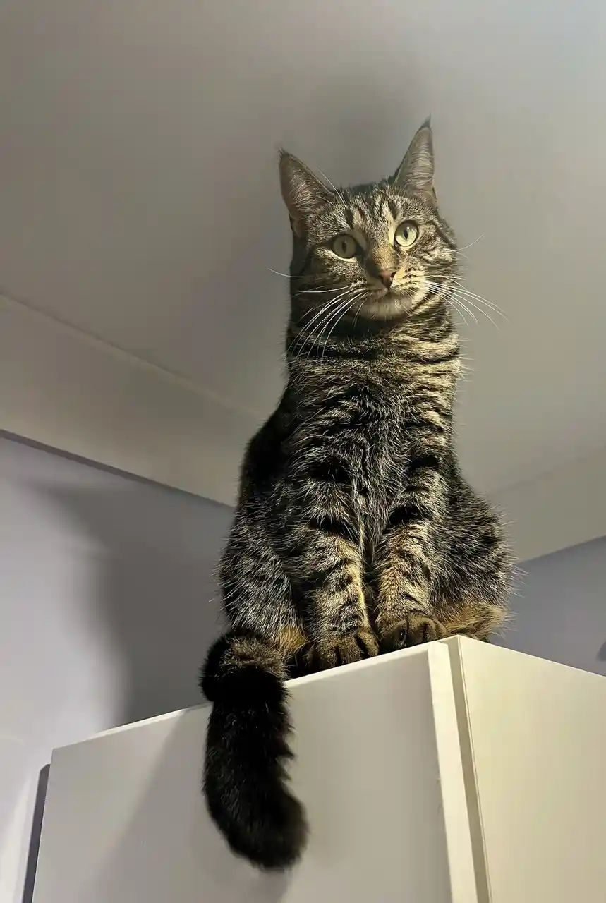 Caturday Vibes: Feeling Judged by My Feline Friends