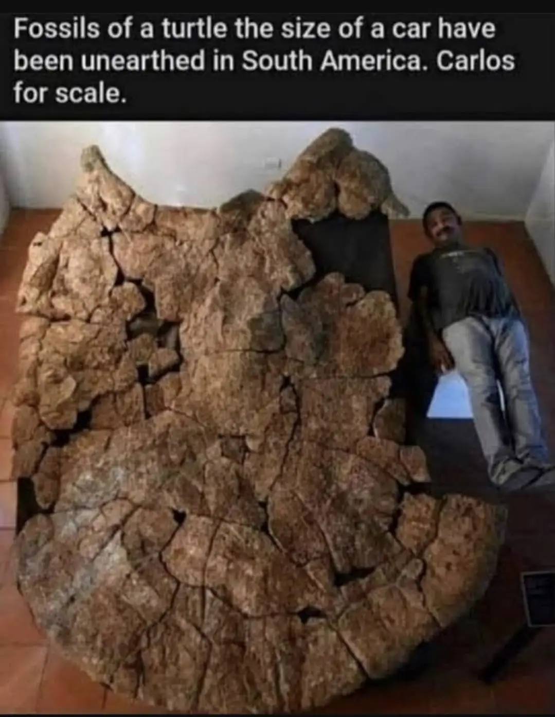 A large, cracked fossilized turtle shell, appearing to be the size of a car, is displayed indoors on a tiled floor. A man…