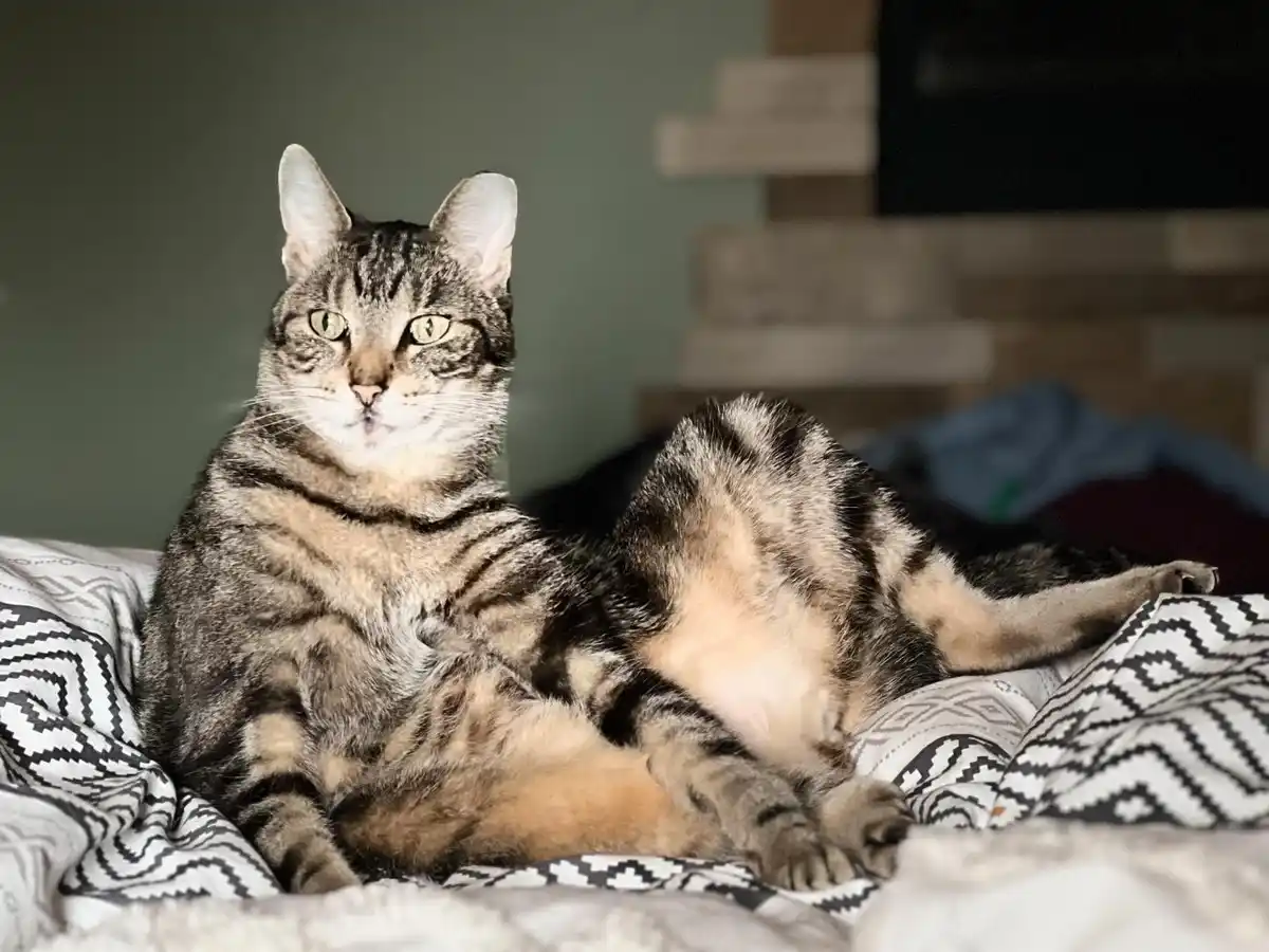 A tabby cat with green eyes sits upright on a black-and-white patterned blanket, looking directly at the camera with a…