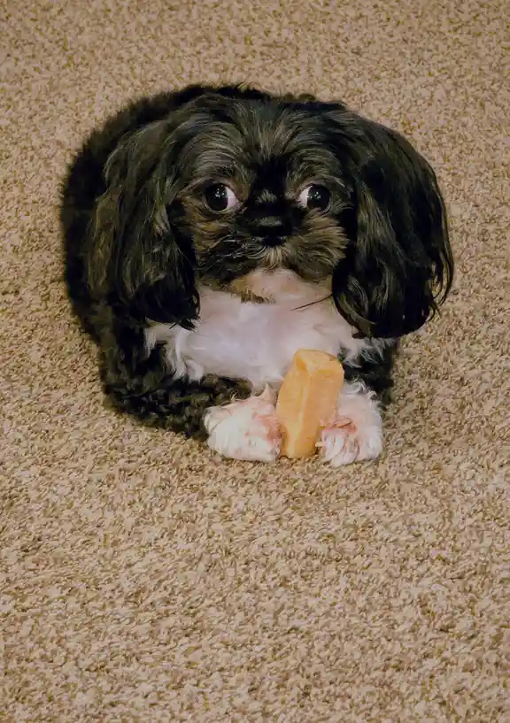 A small black and white puppy with long, floppy ears and wide, expressive eyes sits on a beige carpet, holding a tan-colored…