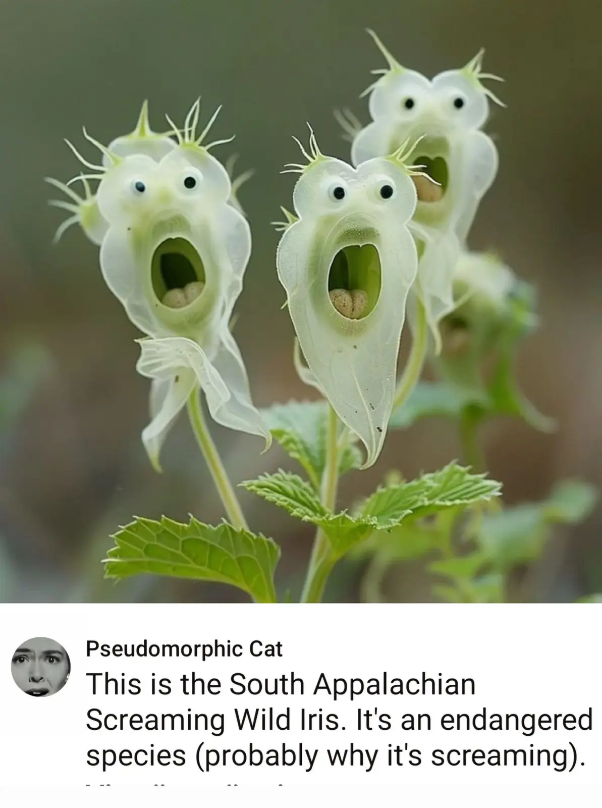 The image shows three pale green, translucent flowers with cartoonish googly eyes and wide-open mouths, resembling screaming…