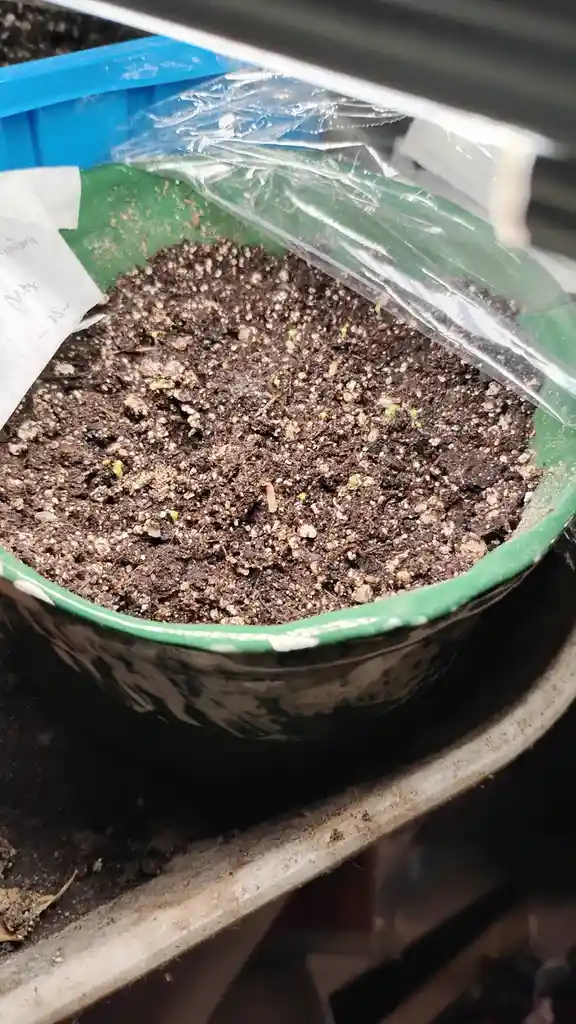 A close-up photo shows a green ceramic pot filled with dark soil, covered partially by clear plastic wrap. Tiny green…