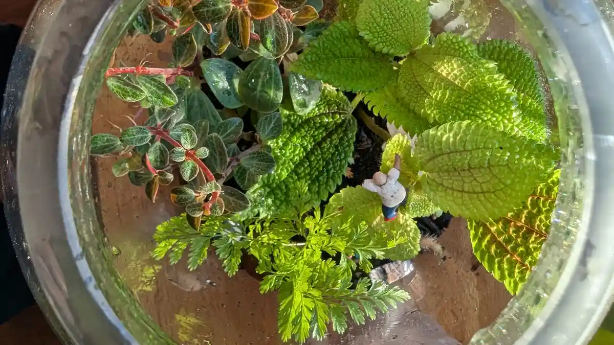 A top-down view of a glass terrarium containing various green plants with textured leaves and a small figurine of a person…