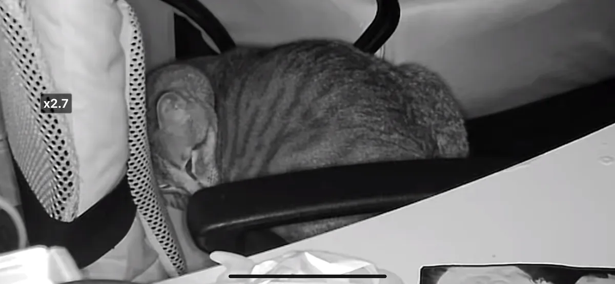 A black and white security camera-style photo shows a tabby cat curled up and sleeping on the armrest of an office chair…
