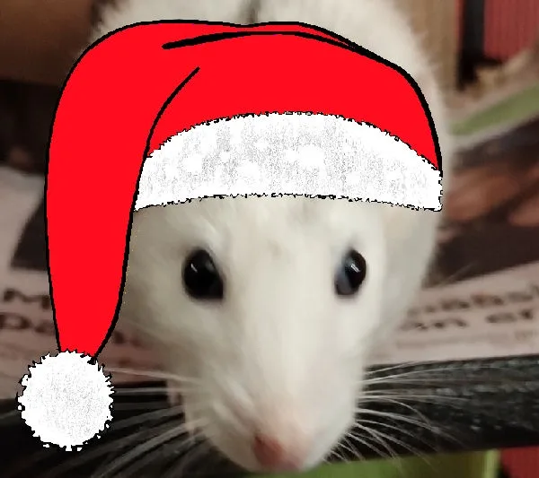 a close-up photo of a white rat with large dark eyes and long whiskers, looking directly at the camera, wearing a red…