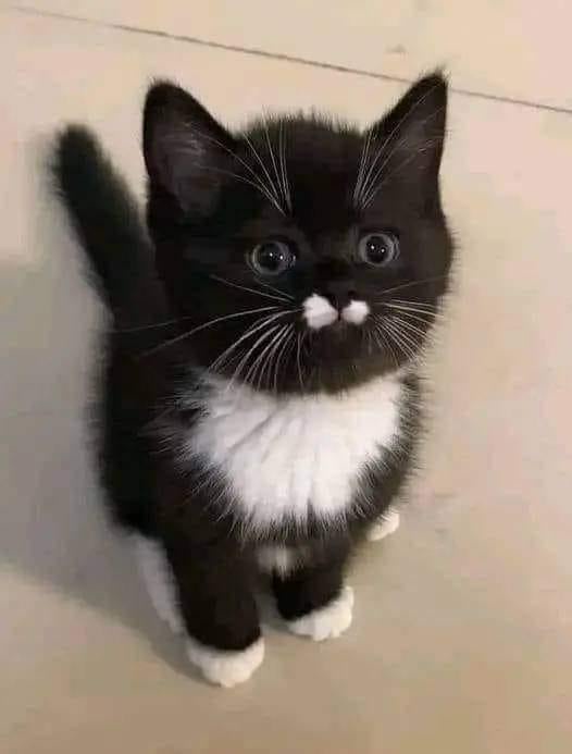 A small black-and-white kitten with a white chest and paws sits on a light-colored floor, looking up with wide eyes. Two…