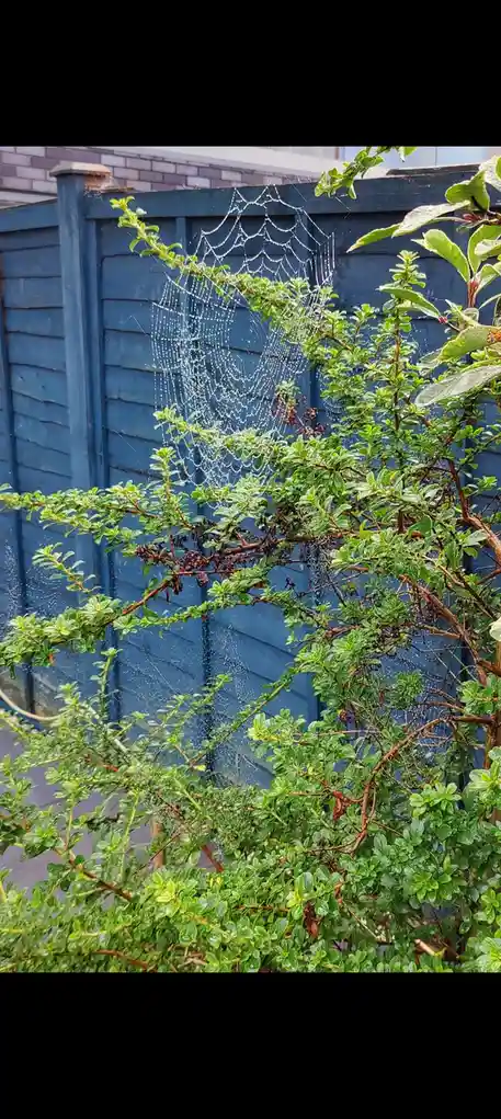 A close-up photo shows a spider web strung between green bushes and a blue wooden fence, covered in glistening dew drops…