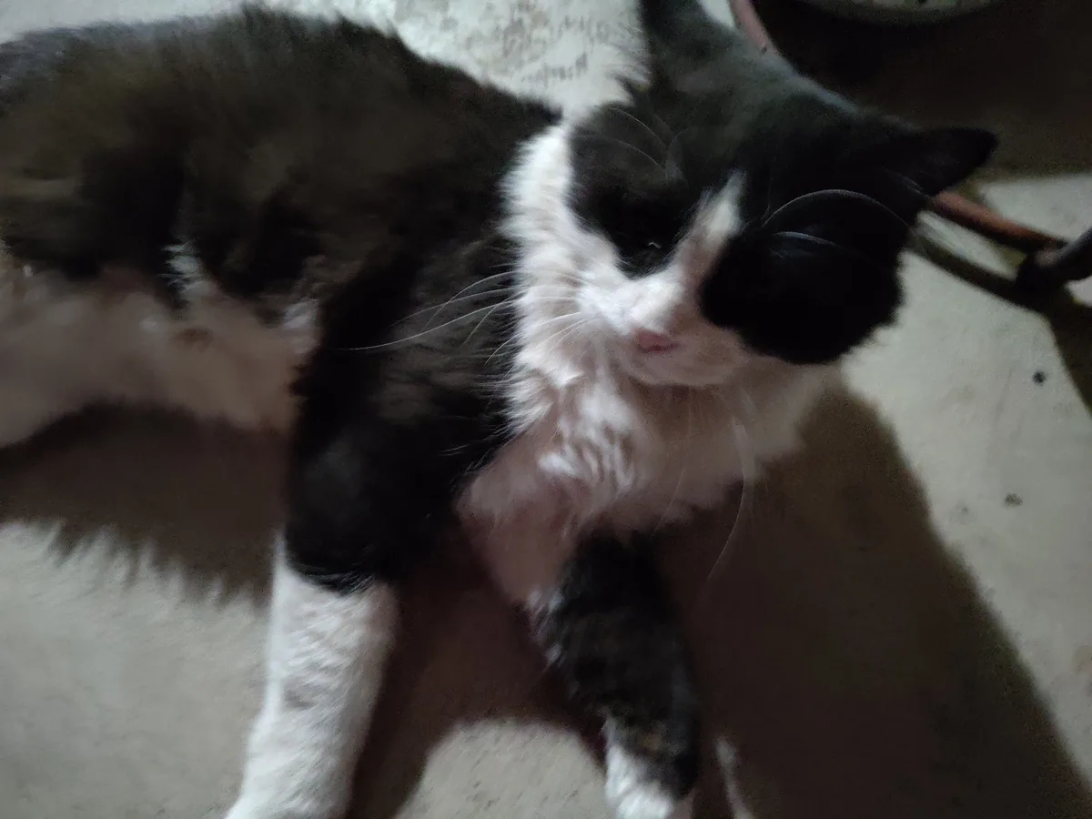 A black and white cat lies on a light-colored floor, looking up with a relaxed, slightly sleepy expression. Its fur is…