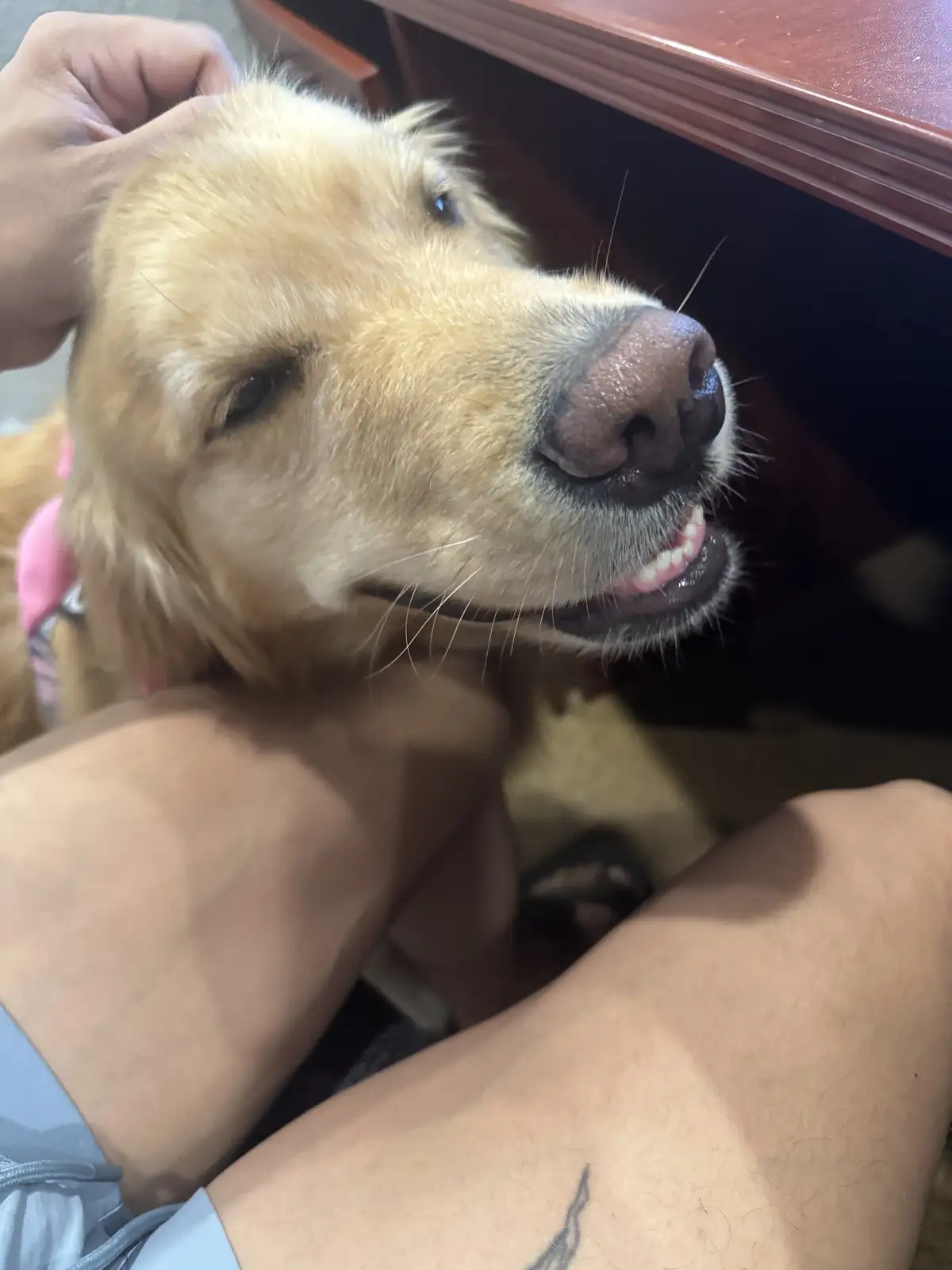 A golden retriever with a pink collar is being petted by a person whose arm and hand are visible. The dog has a slightly…