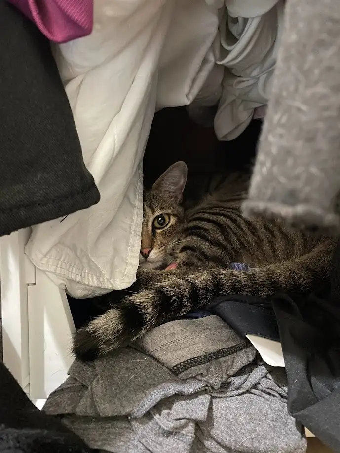 A tabby cat with wide, alert eyes peeks out from a pile of rumpled clothes, partially obscured by a white sheet and other…