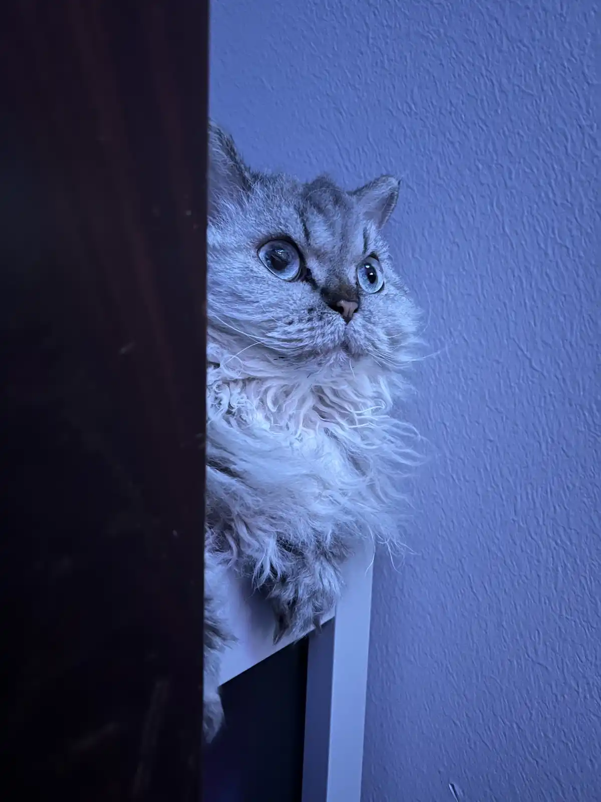 A fluffy, silver tabby cat with wide, startled blue eyes peeks cautiously from behind a dark wooden door frame, its body…