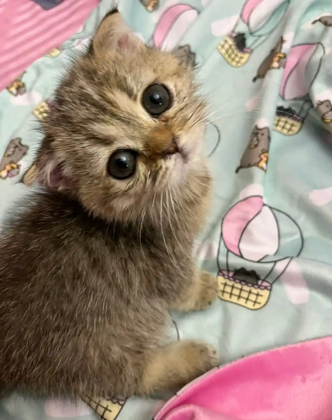 The Epitome of Cuteness Captured in a Single Picture