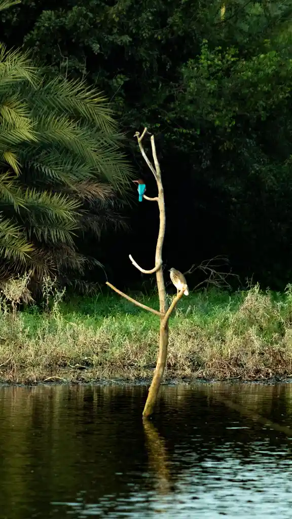 Two birds perch on a bare, leafless tree trunk standing in water, surrounded by lush greenery and palm fronds. One bird…