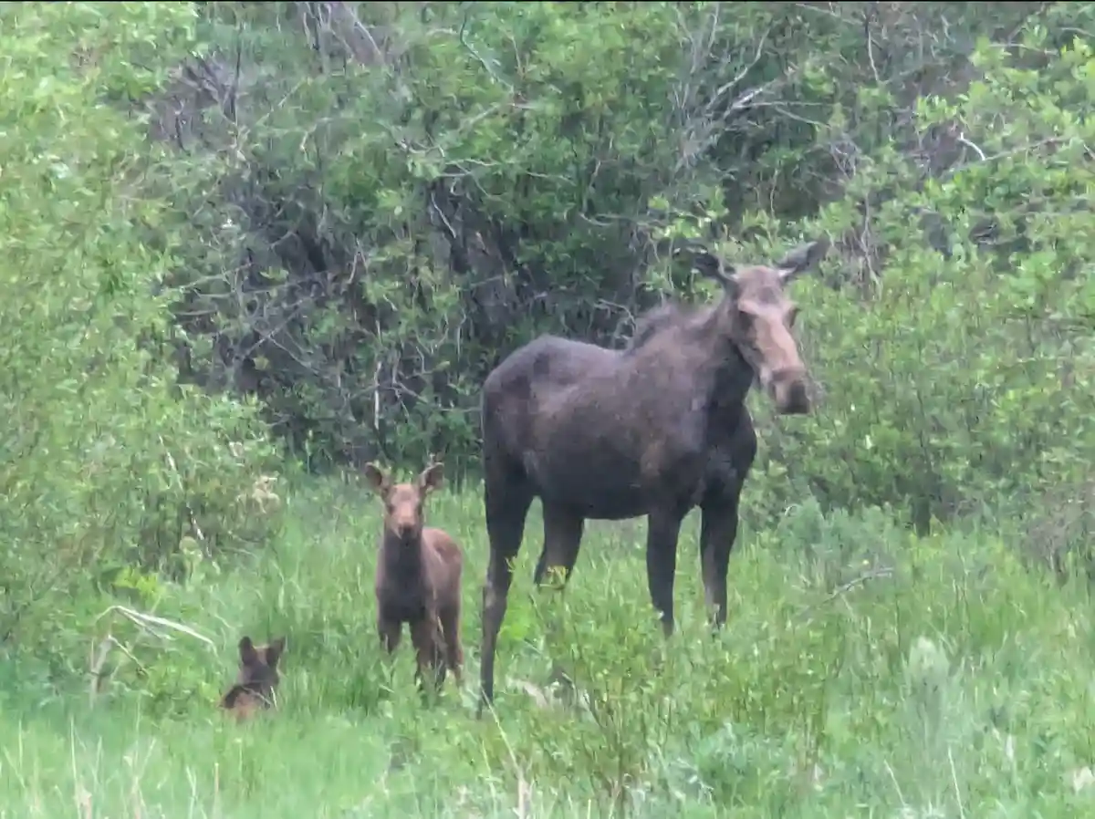 A large adult moose stands in a grassy field with two smaller moose calves nearby, one standing and one partially hidden in…