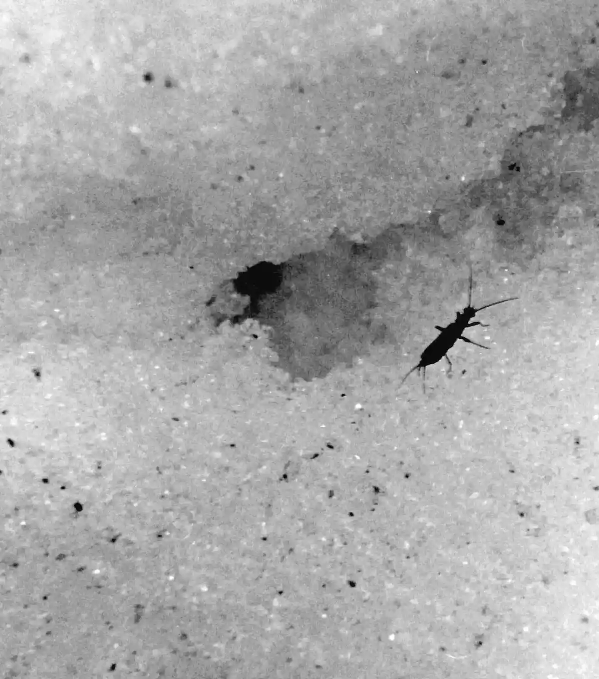 A black-and-white photo shows a small insect, likely an earwig, walking on a textured, grainy surface that resembles snow or…