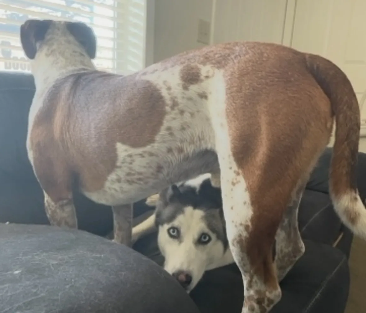 A large brown and white dog stands on a black couch, its body blocking the view of a smaller husky dog peeking out from…