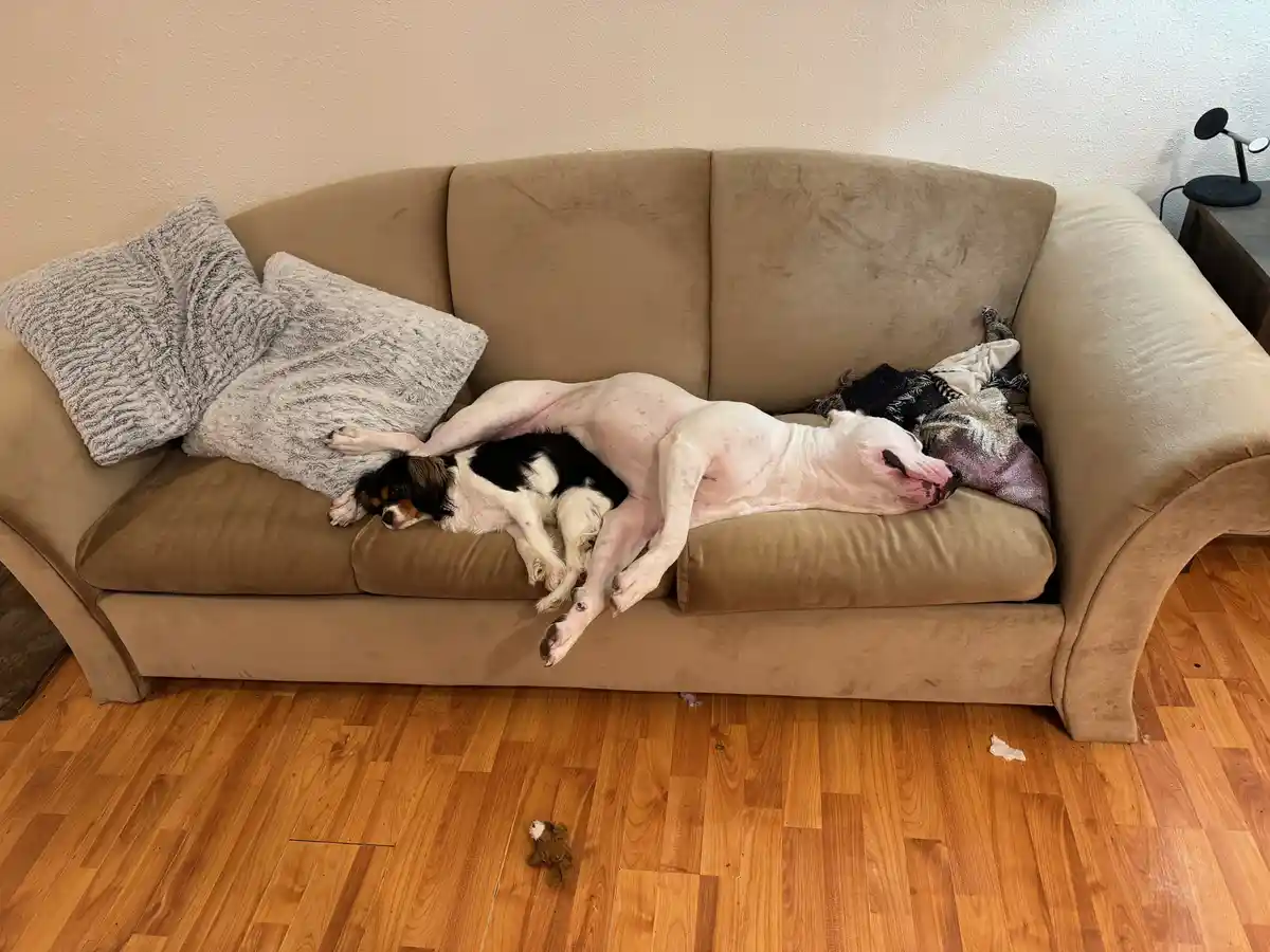 Two dogs are sleeping on a beige couch; a small black-and-white dog rests on the left cushion, while a large, mostly…
