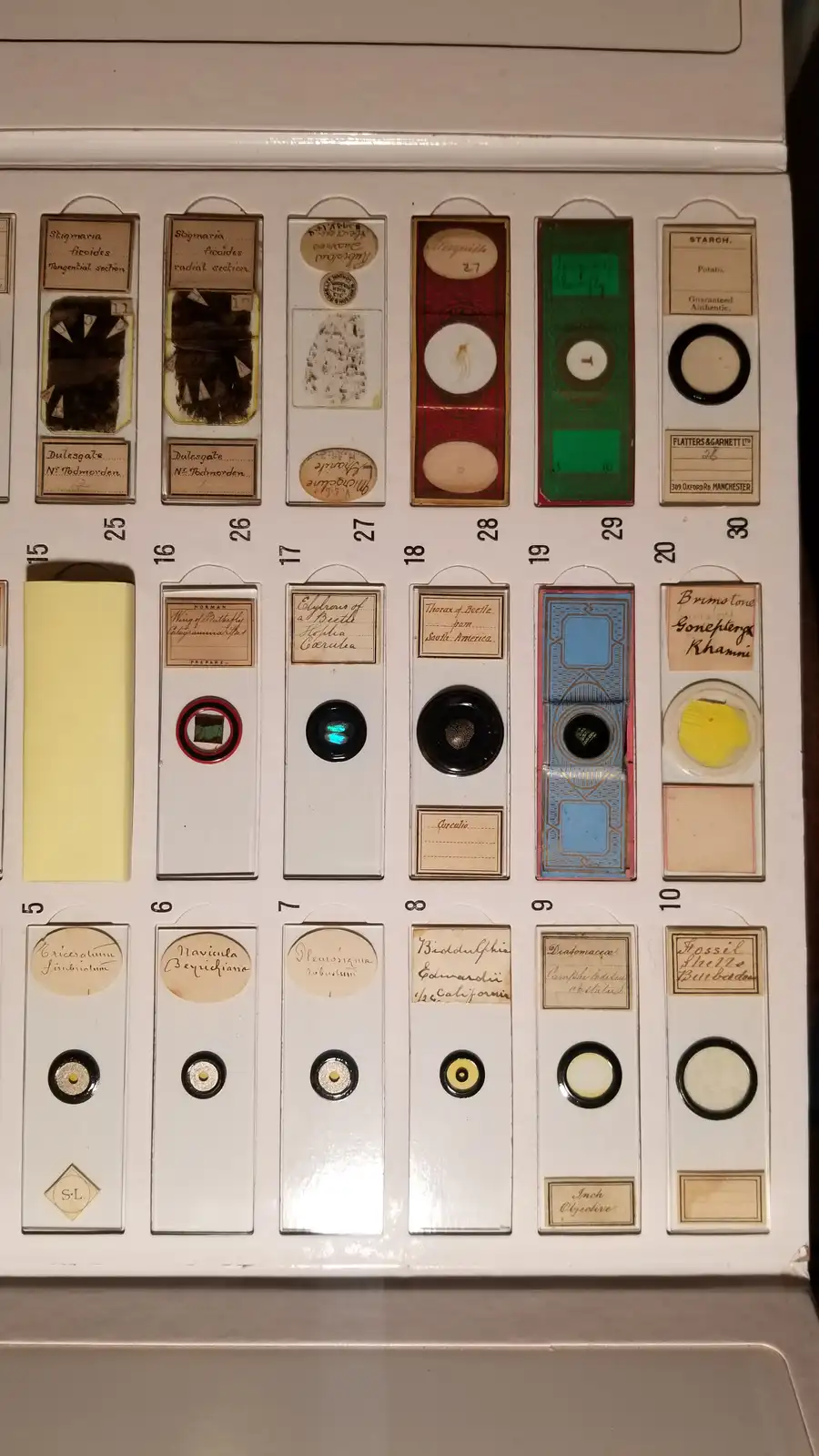 A vintage microscope slide box displays numerous labeled glass slides with biological specimens like 'Stigma aria ficoides'…