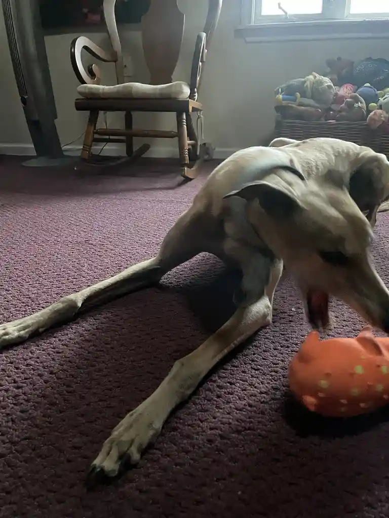 A slender, light-colored dog with long legs is lying on a purple carpet, stretching one leg out while playfully interacting…