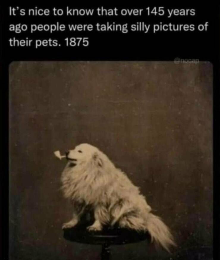 A vintage sepia-toned photograph from 1875 shows a fluffy white dog sitting upright on a small stool, holding a pipe in its…