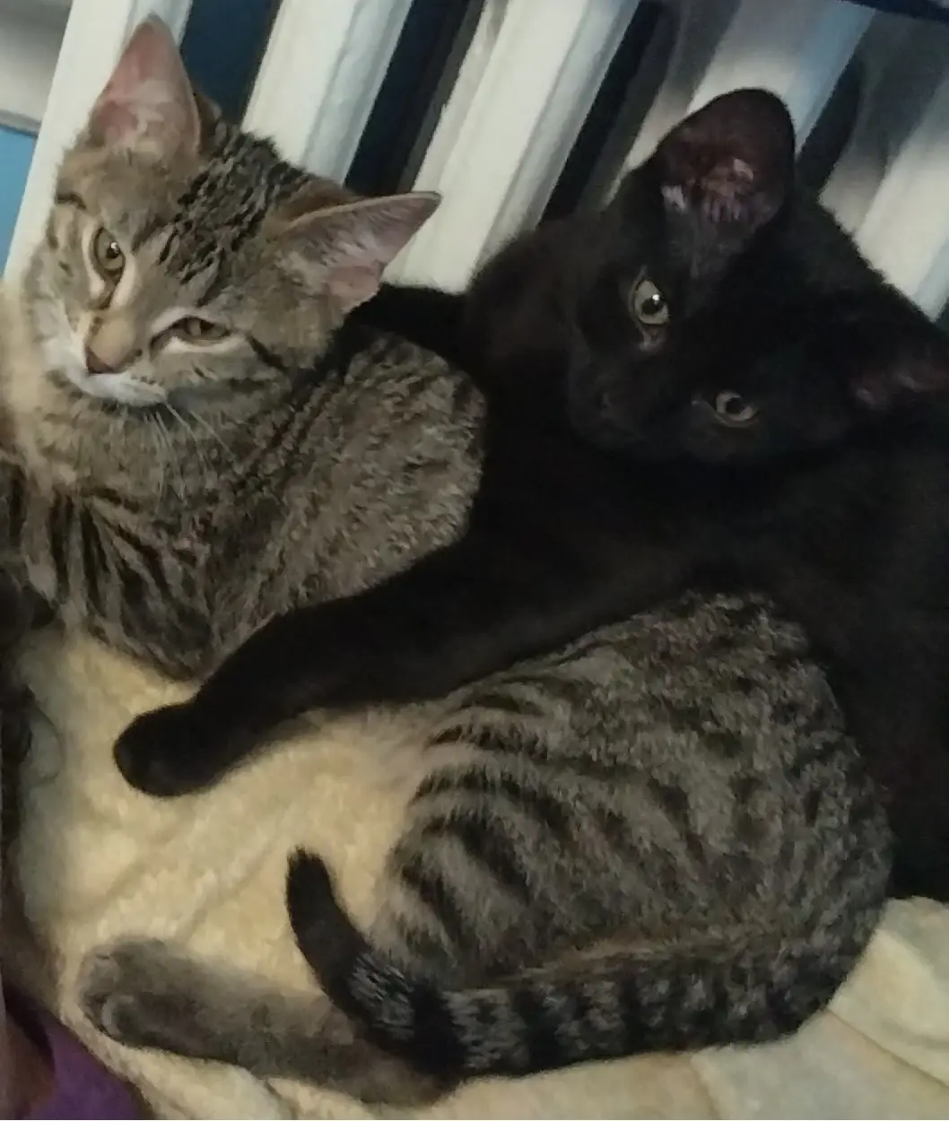 Two cats are cuddling on a blanket; a black cat is lying on top of a tabby cat, which is looking away with a smug…