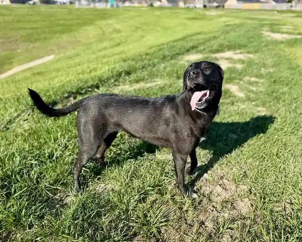A black dog stands in a grassy field with its mouth open and tongue out, looking upward. The overlaid text reads 'i'm not a…