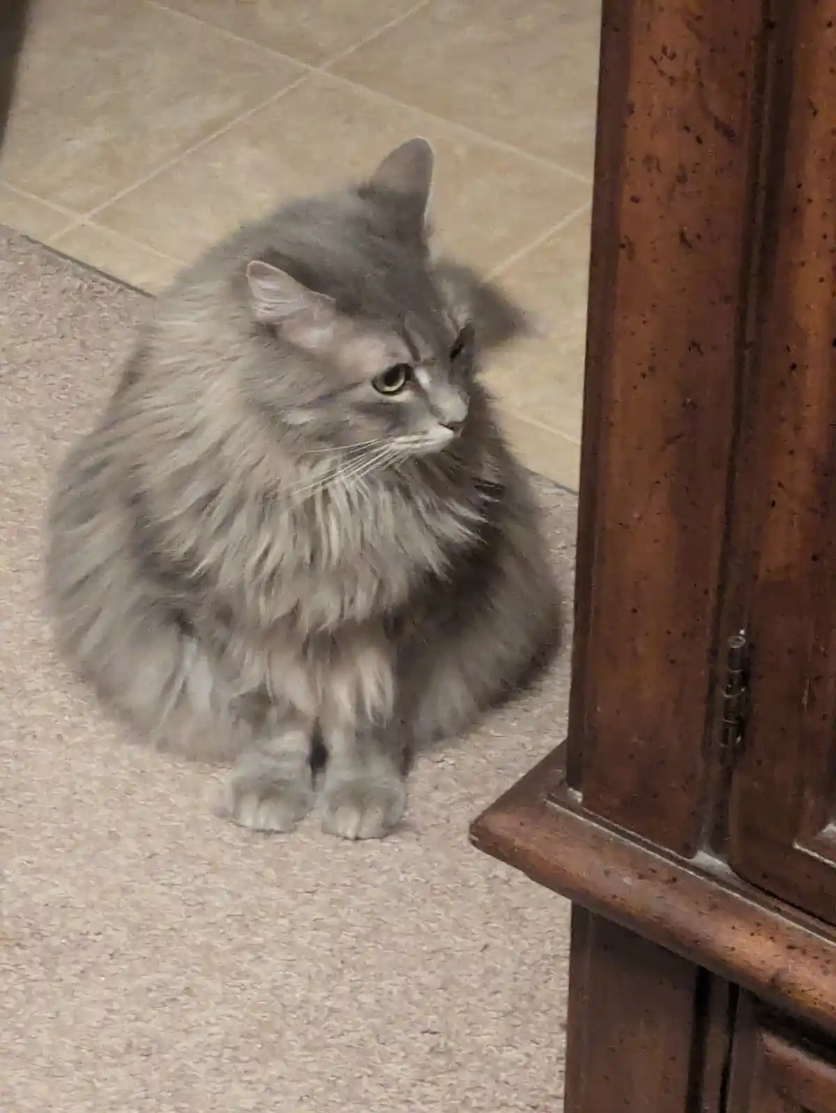 A fluffy gray cat sits on a beige carpet next to a wooden cabinet, looking off to the side with a bored or unimpressed…