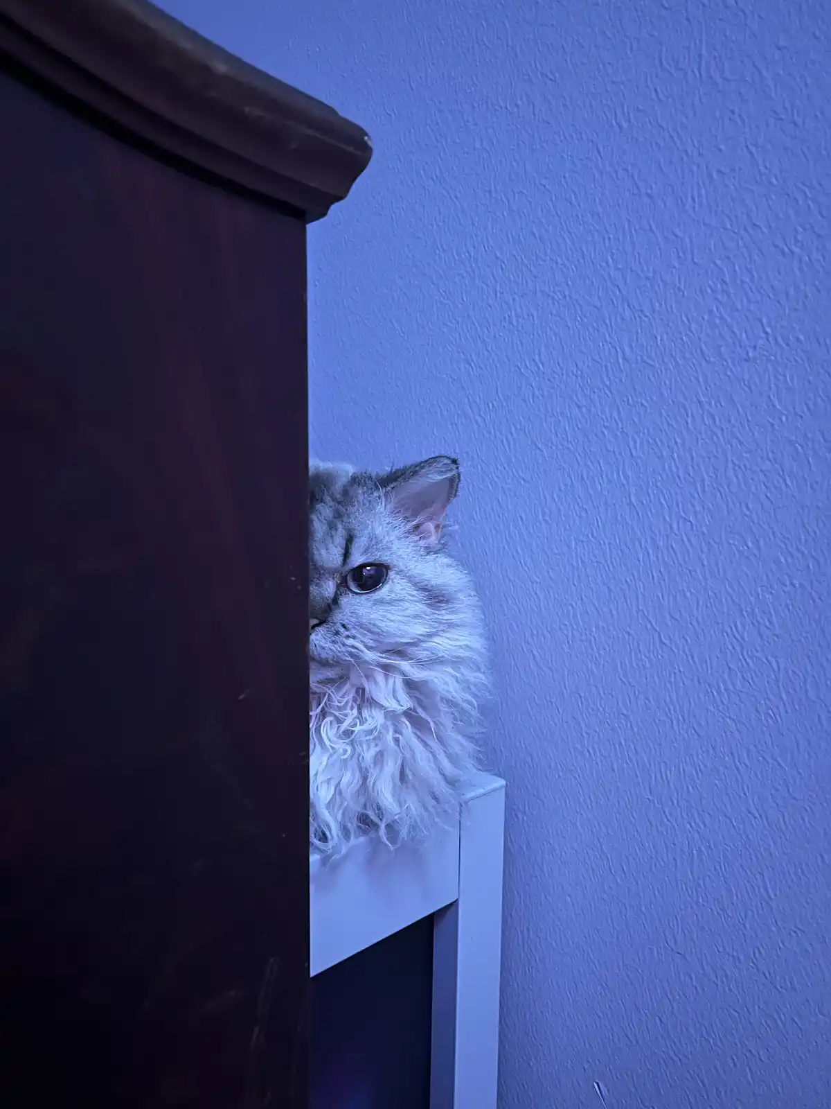 A fluffy, long-haired cat with light gray and white fur peeks cautiously from behind a dark wooden piece of furniture, its…