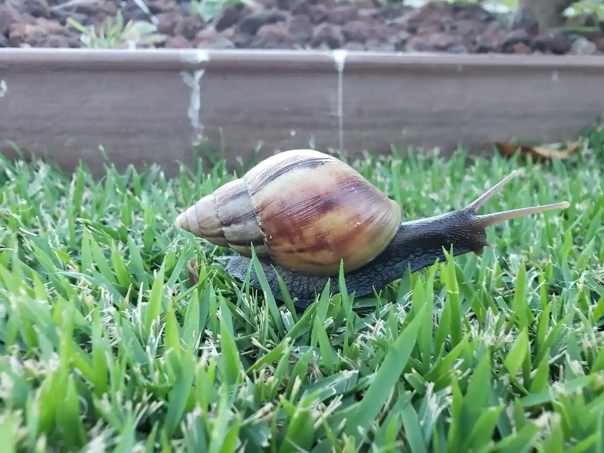 A close-up photo shows a large brown and beige striped snail slowly crawling through vibrant green grass. Behind it is a…