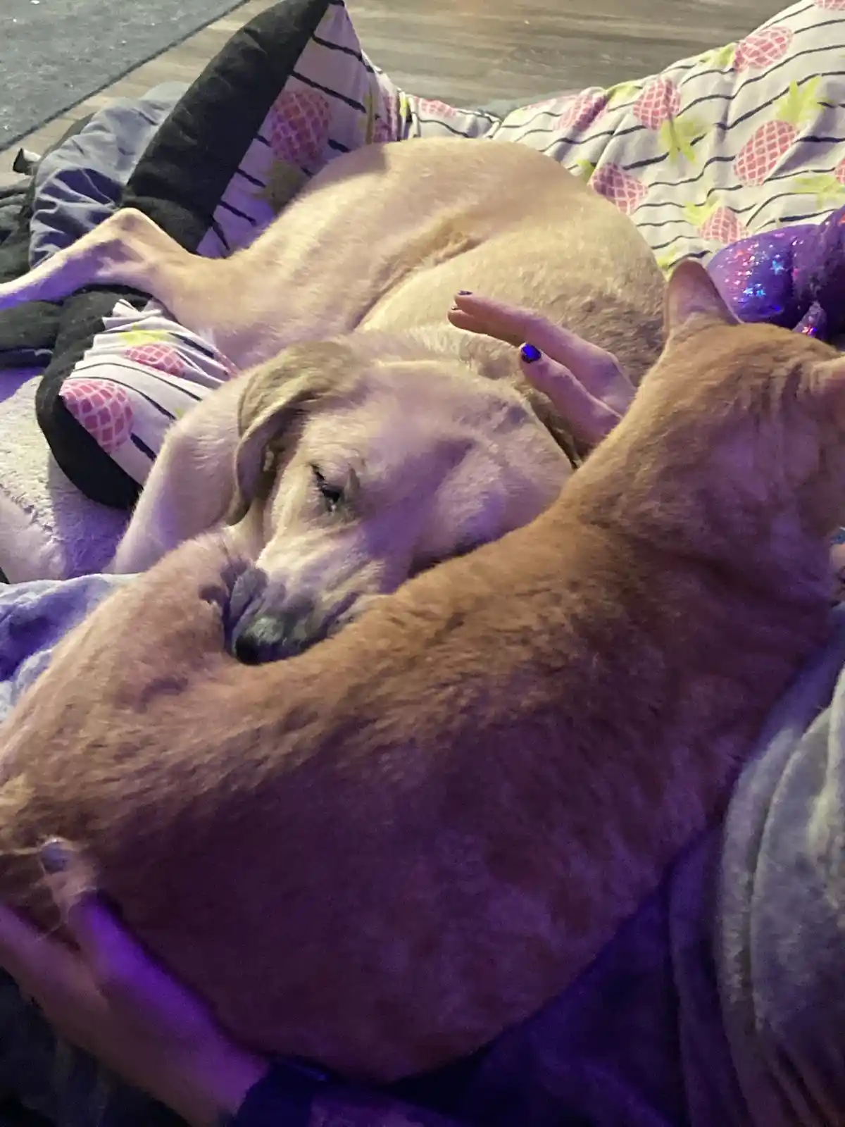 Did We Ace the Pet Parent Challenge?