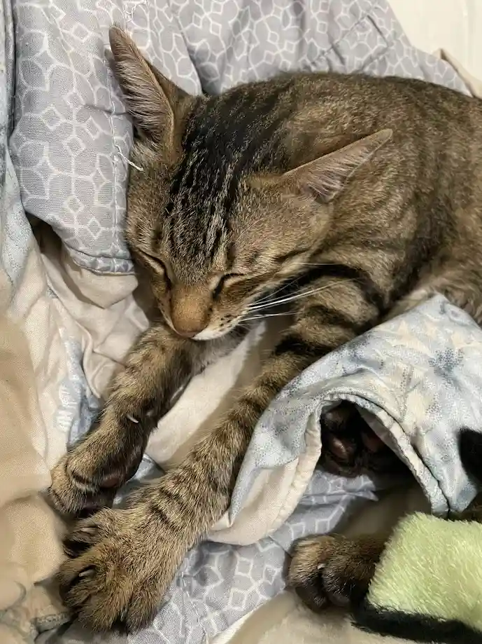 Another Cat Moment That Will Melt Your Heart