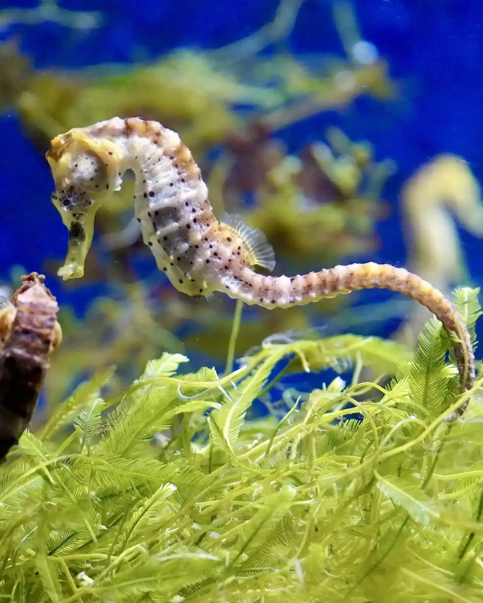 A close-up photograph of a seahorse swimming in an aquarium, surrounded by green aquatic plants and a blue background. The…