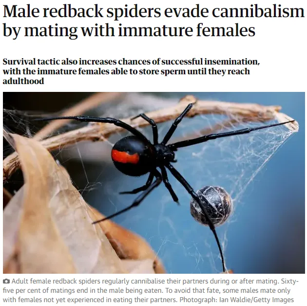 A close-up photo shows a black redback spider with a red stripe on its abdomen, positioned on a web near a spider egg sac…