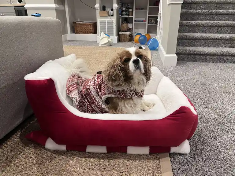 A brown and white Cavalier King Charles Spaniel sits in a red and white dog bed shaped like a sleigh, wearing a red and…