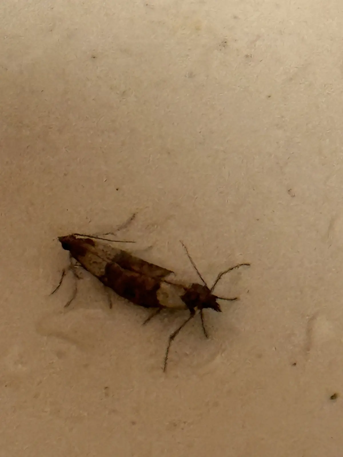 A small brown and white moth rests on a plain beige textured surface, its wings folded. The overlaid text reads 'i'm not…
