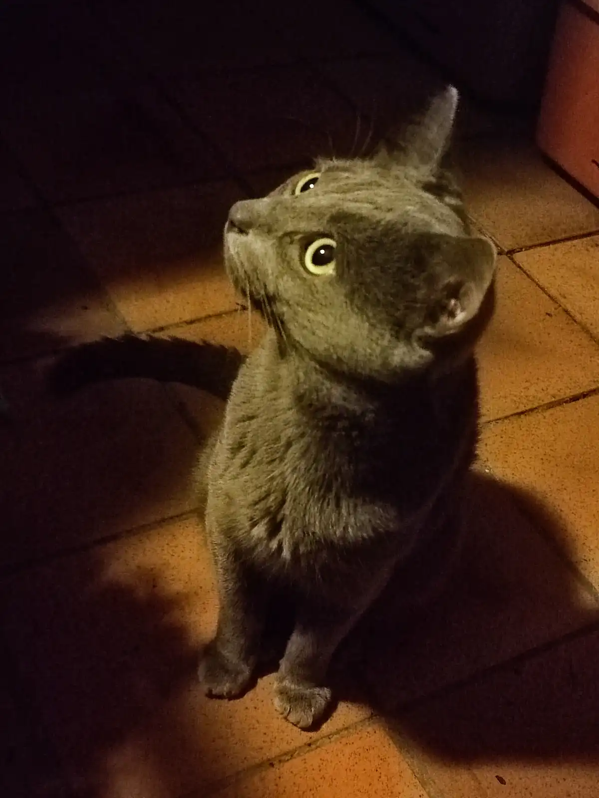 A gray cat sits on a tiled floor under dim, warm lighting, looking upward with wide, glowing eyes. The overlaid text reads…