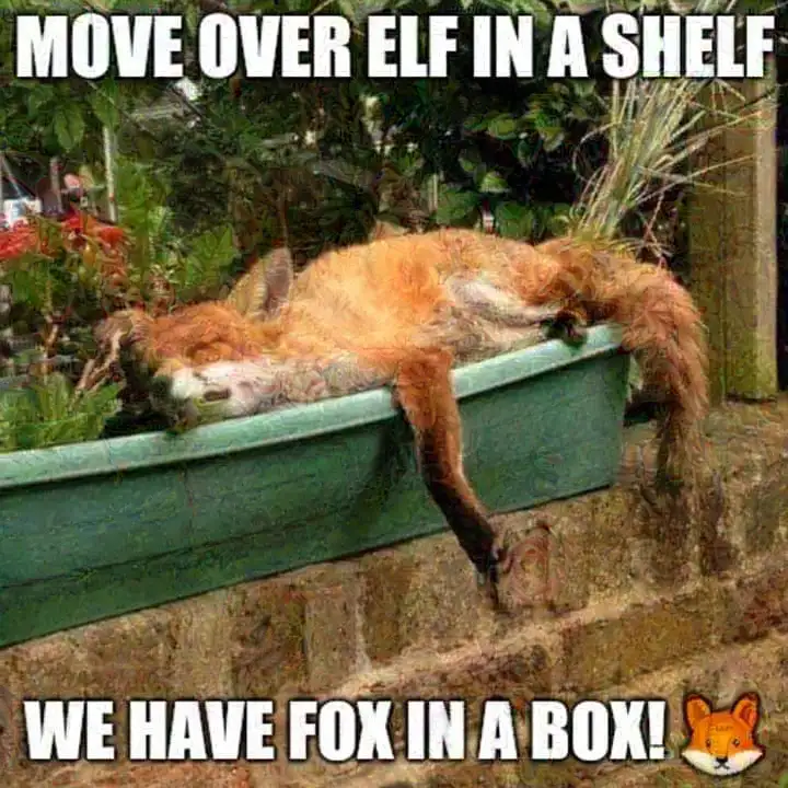 A real fox is lying asleep in a green plastic planter box placed on a stone ledge, surrounded by garden plants. The image…