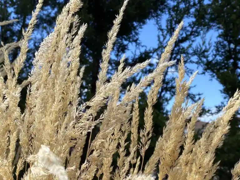A close-up photo shows tall, feathery, golden-brown ornamental grasses swaying against a backdrop of dark green trees and a…