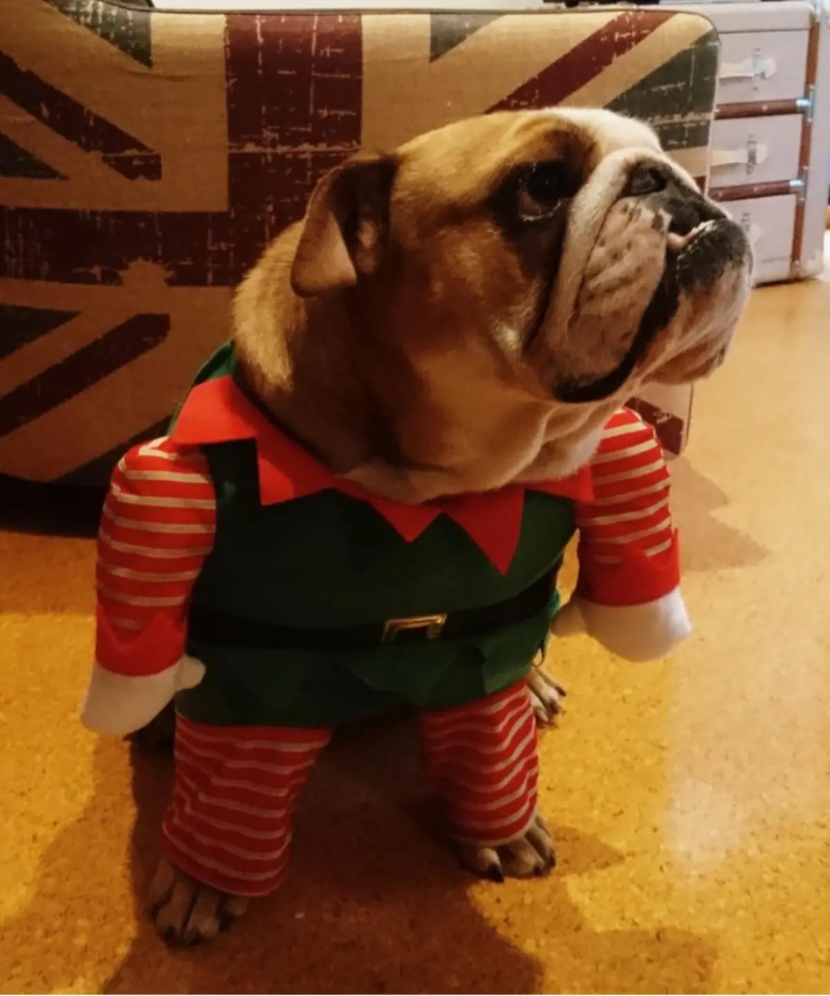 A bulldog wearing a full elf costume with red-and-white striped sleeves and pants, a green vest, and a red collar, stands on…