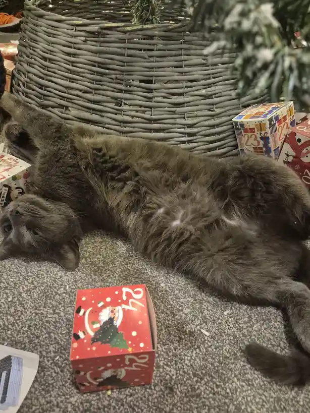 Is My Cat Malfunctioning? A Feline Mystery