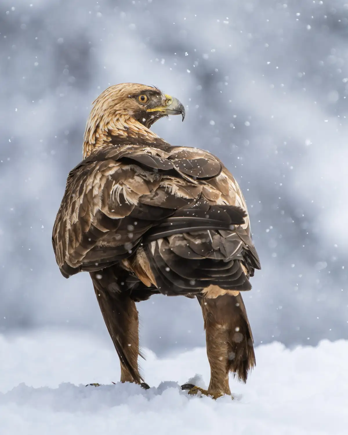 A majestic golden eagle stands in deep snow, its feathers ruffled and snowflakes falling around it, looking directly at the…