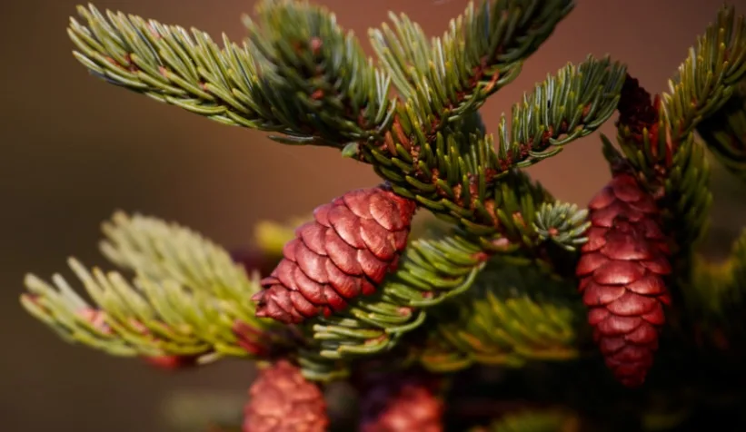 A close-up photograph of young, reddish-brown pine cones nestled among green pine needles on a branch. The image has…