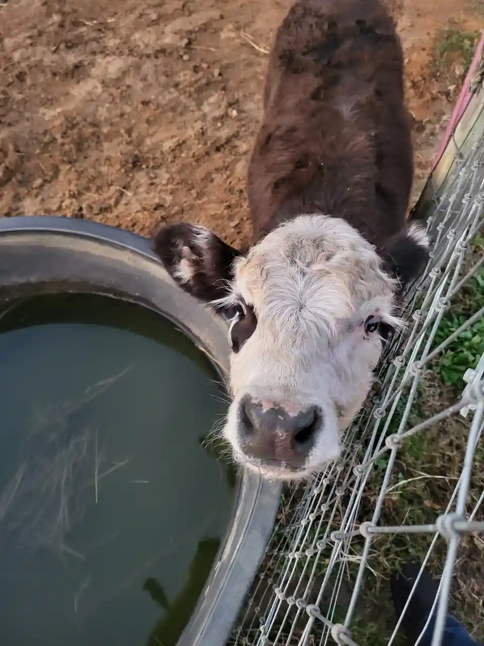 Check out this adorable baby miniature cow from my parents' farm!