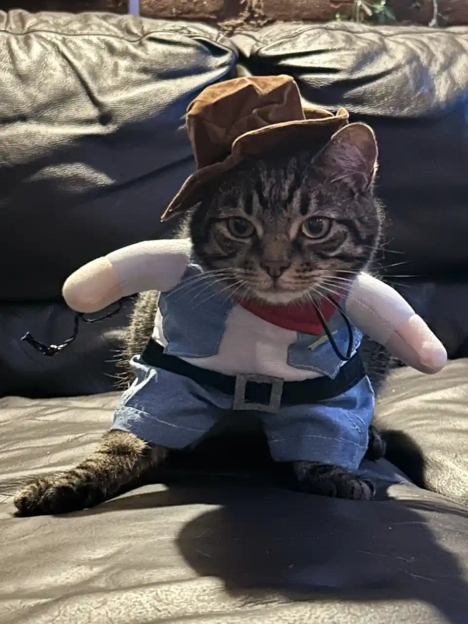 A tabby cat sits on a black leather couch wearing a brown cowboy hat, blue denim overalls over a white shirt, a red bandana…