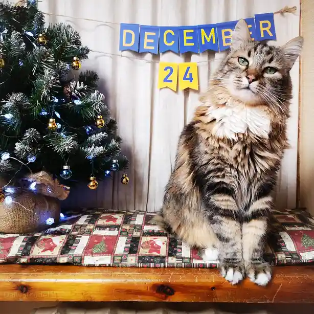 A fluffy tabby cat with green eyes sits regally on a wooden bench covered with a festive quilt, next to a decorated…