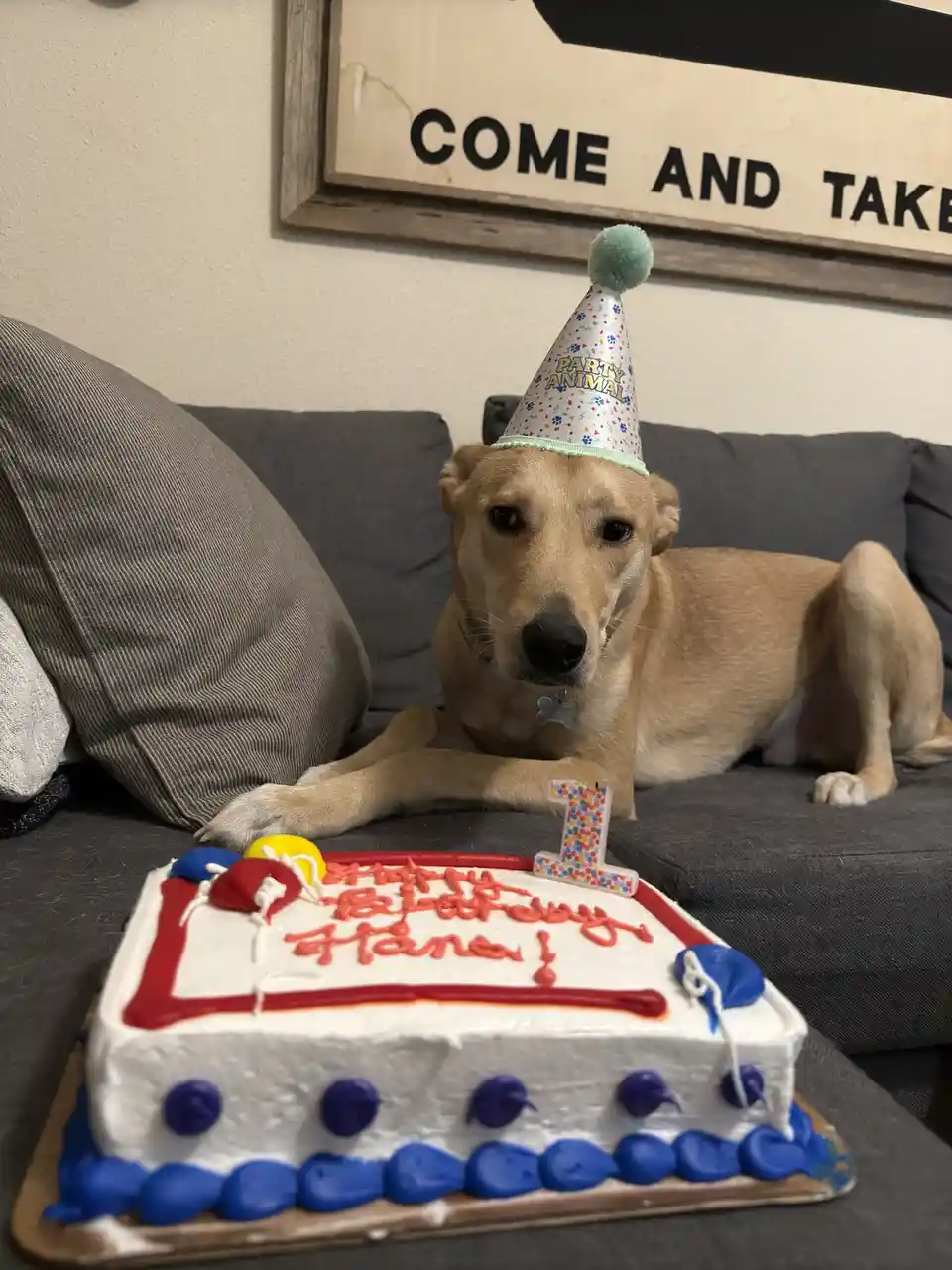 A light brown dog wearing a 'party animal' birthday hat sits on a gray couch, looking at a birthday cake with 'happy…
