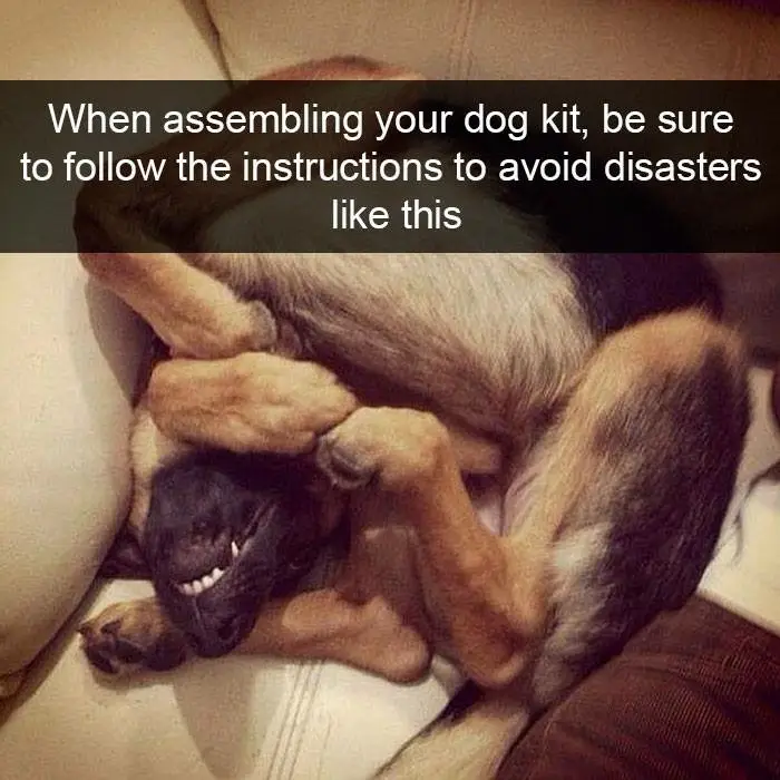 A German Shepherd dog is curled up in a tight, awkward ball on a couch, with its head poking out and mouth open in a wide…