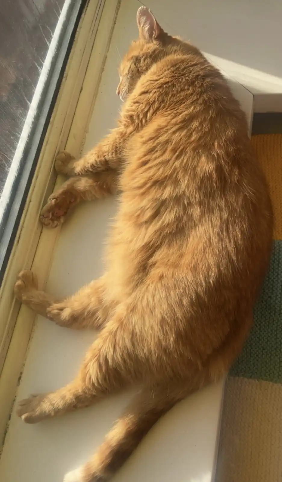 Adorable Toasty Chonk Love <3