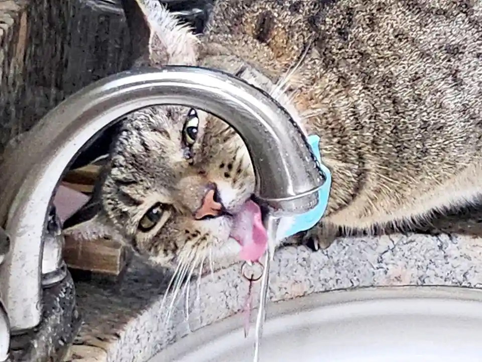 Refreshing Moments: The Coolness of Water